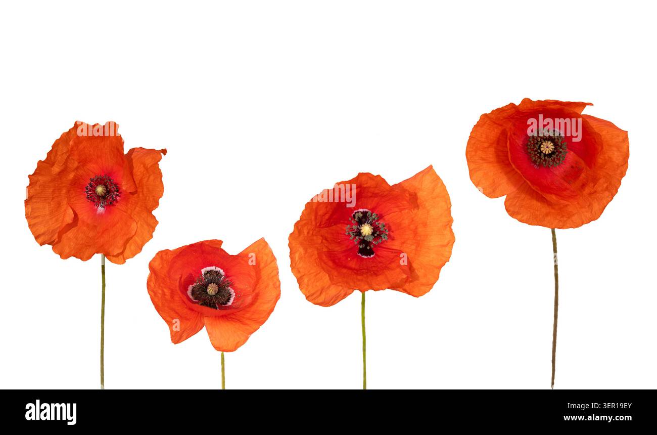 Rote Mohnblumen isoliert auf weißem Hintergrund, Set aus vier zarten Mohnblumen mit langen Stielen. Stockfoto