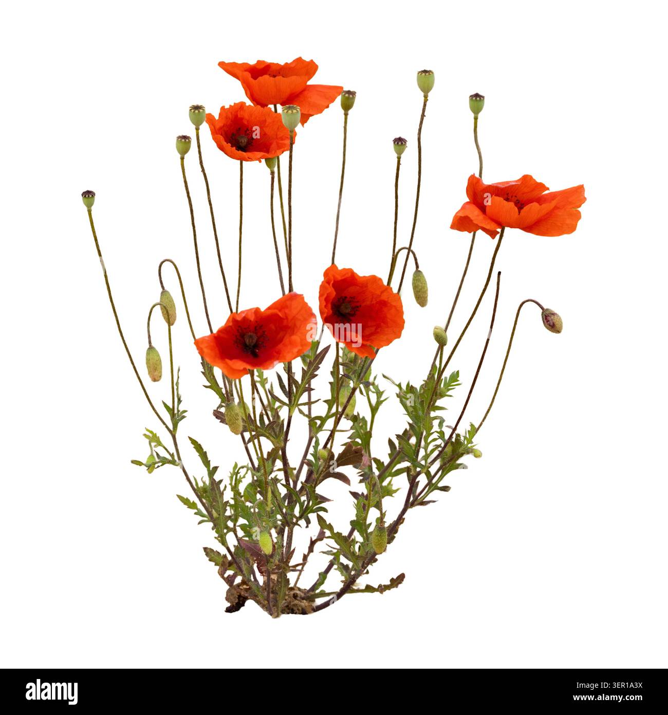 Rote Mohnpflanze mit Blüten, Knospen und Samenköpfen isoliert auf weißem Hintergrund. Stockfoto