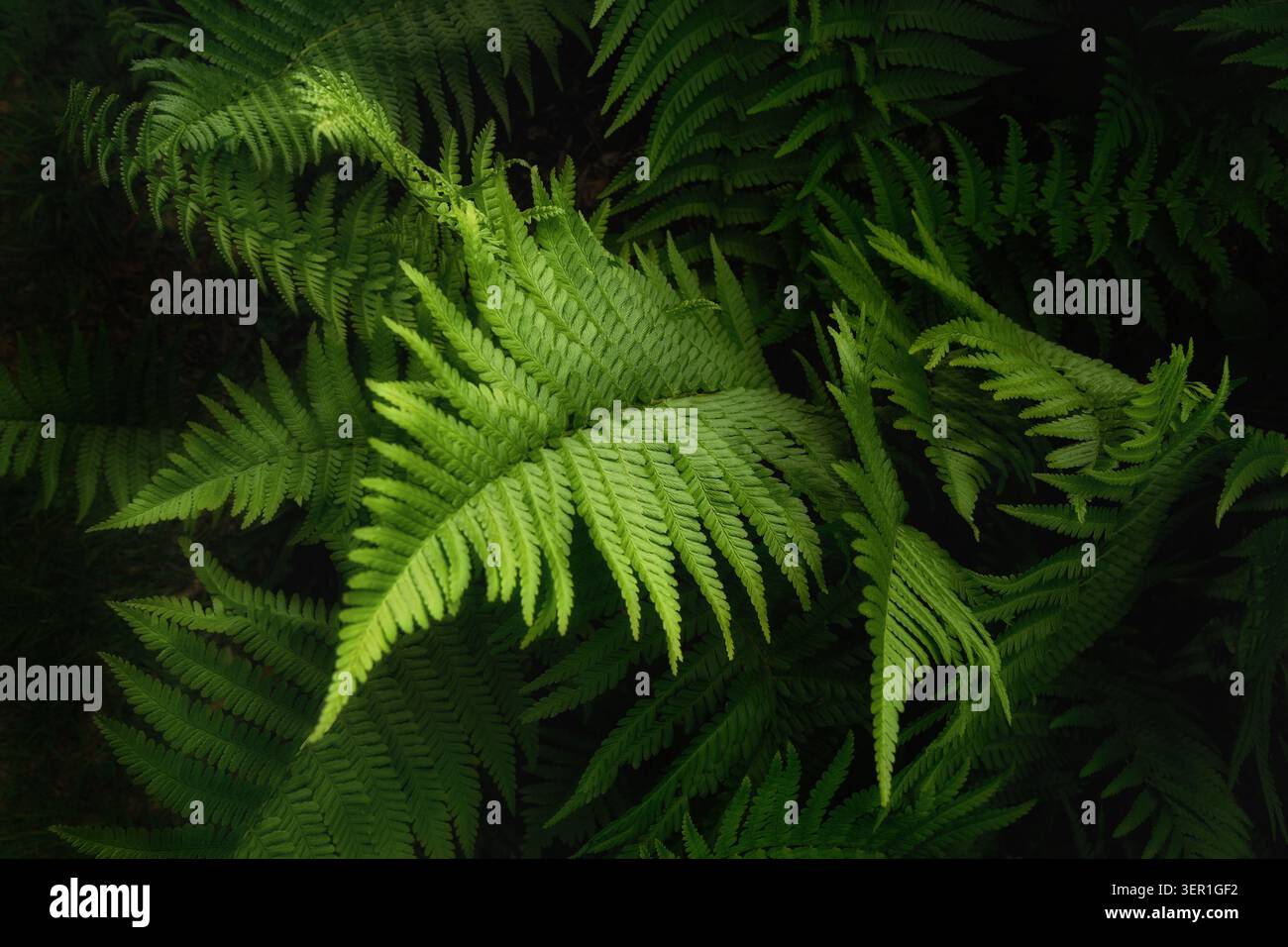 Farnblätter in der Natur. Waldpflanzen in kontrastreicher Eleganz, die sich vom dunklen Hintergrund abheben. Stockfoto