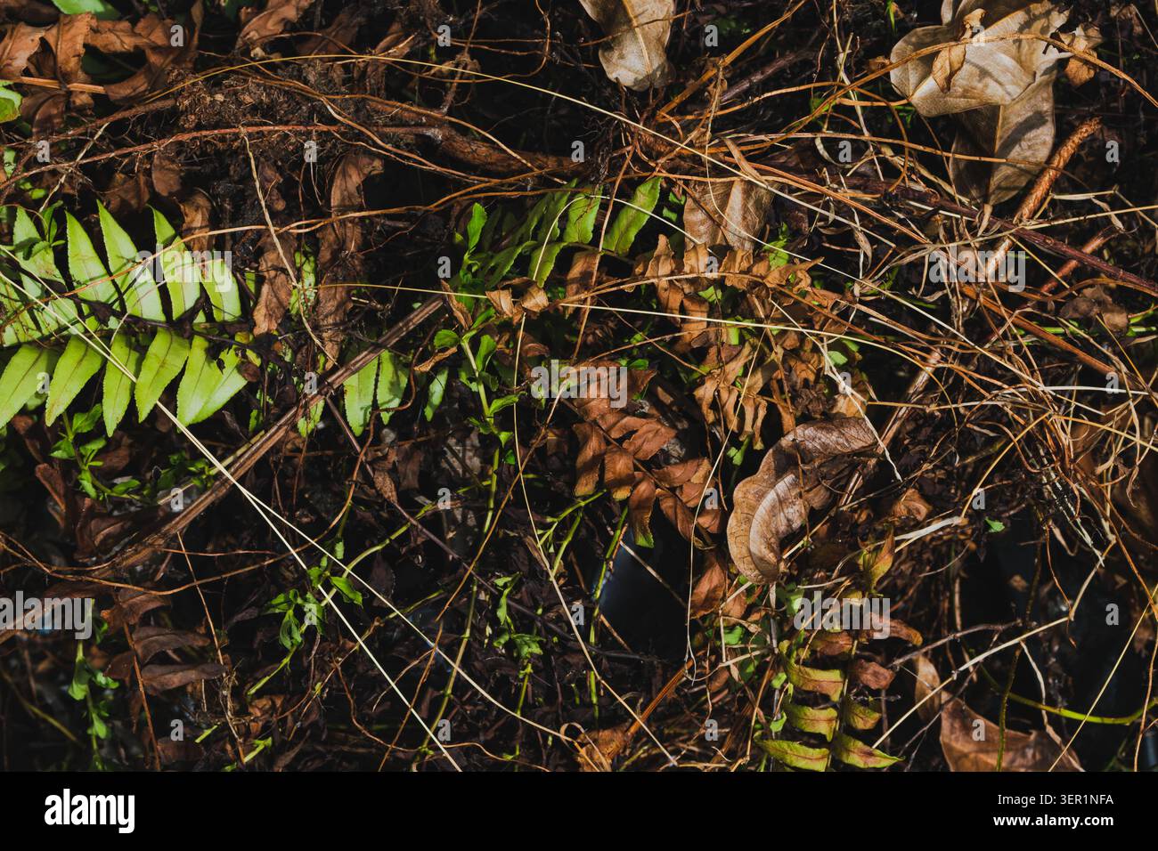 Eine Nahaufnahme von oben nach unten mit einer Mischung aus trockenen braunen Blättern, verworrenen dünnen Zweigen und verrotteter organischer Substanz. Stockfoto