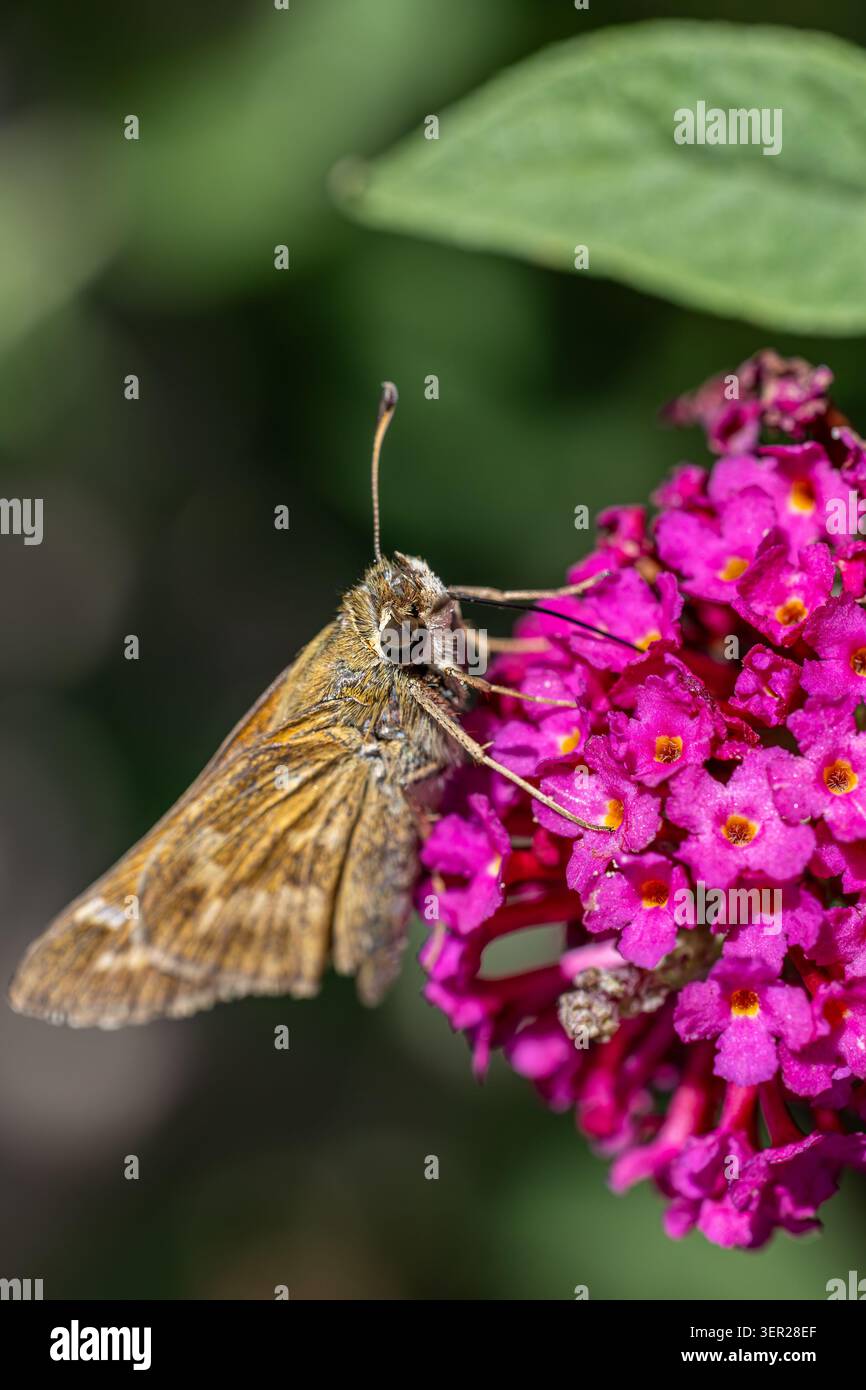 Ein Skipperfalter (Hesperiidae), der an einer orangefarbenen Sonnenhutblume (Echinacea) füttert, Makro-Nahaufnahme, Arkansas, USA. Stockfoto