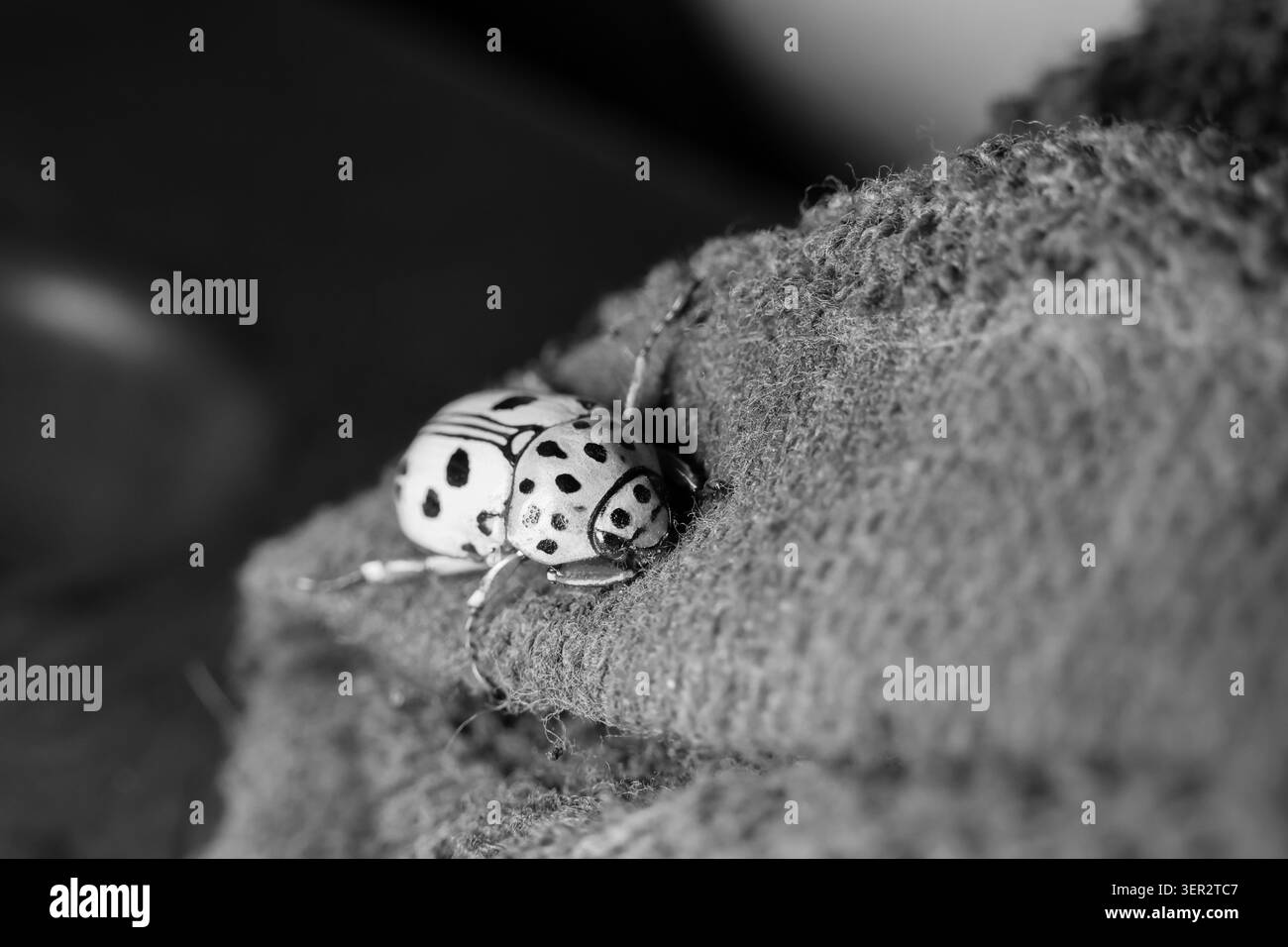 Schwarz-weiß Nahaufnahme Marienkäfer Insekten Textil Makrodetail Muster Natur weiche Textur Fokus natürliches Licht Neugier Tierwelt Kleintier Stoff su Stockfoto