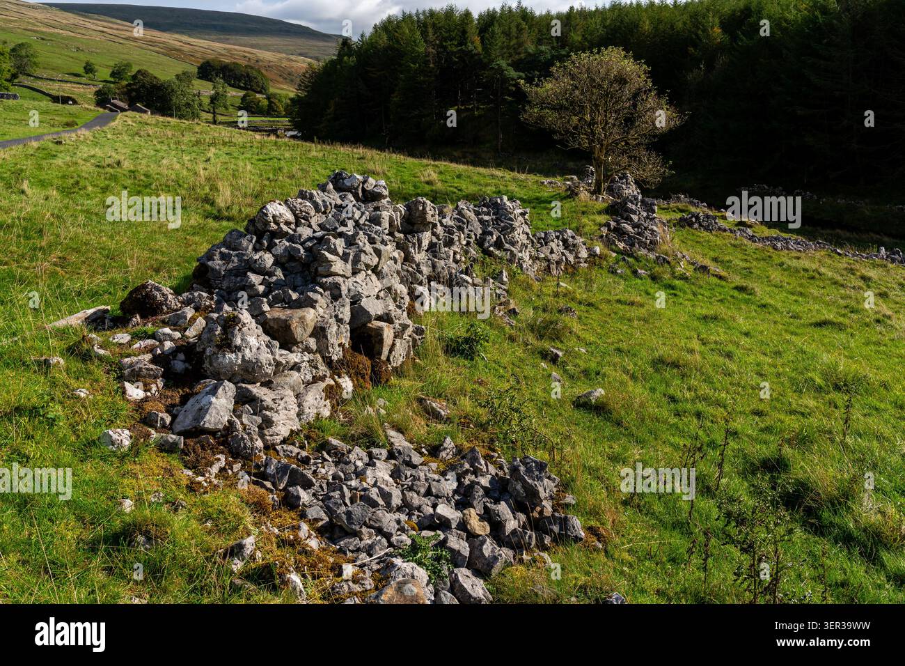 Einstürzende Trockenmauer, die über einen sonnendurchfluteten Hügel in Wharfedale mit Nadelbaumplantage und offenem Tal dahinter verläuft Stockfoto