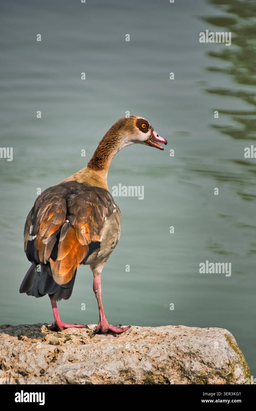 Ägyptische Gans (Alopochen aegyptiaca) am See im El Soto Park, Móstoles, Madrid, Spanien. Stockfoto