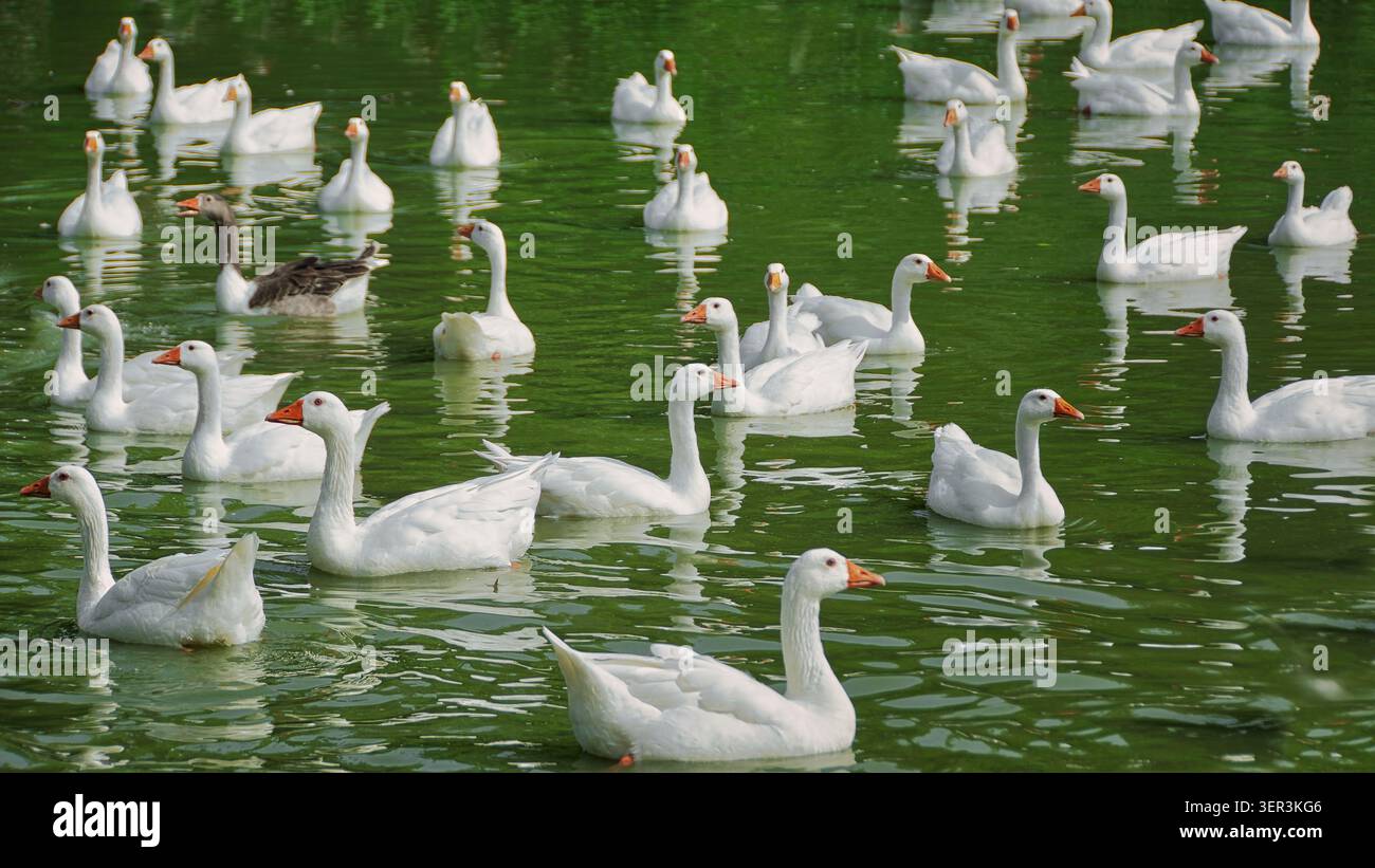 Herde von Hausgänsen, die auf dem See im El Soto Park, Móstoles, Madrid, Spanien schwimmen. Stockfoto
