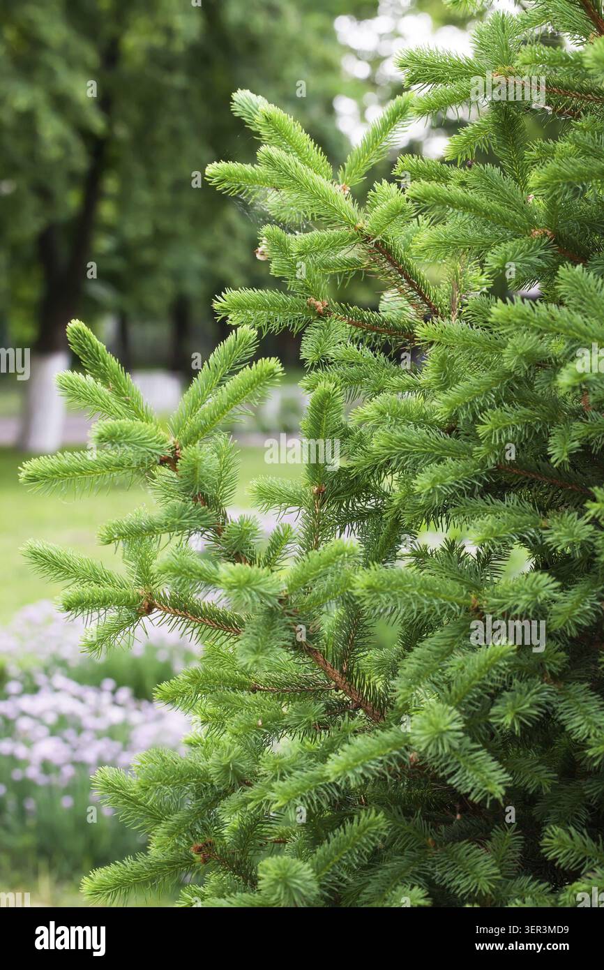 Fichtenzweige im Frühling schließen sich Stockfoto