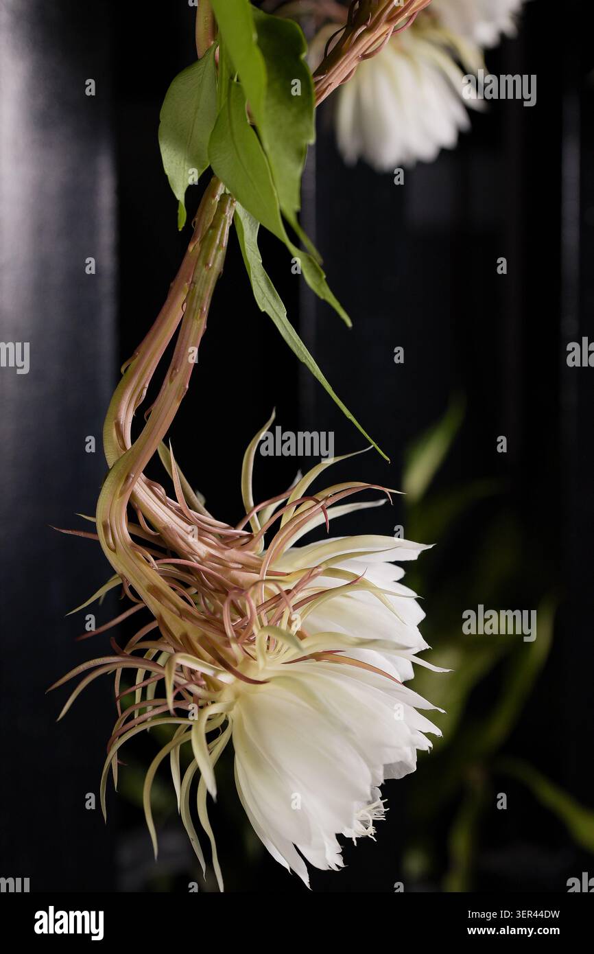 Profil der Epiphyllum oxypetalum-Blüte mit langem, elegantem, geschwungenem Stiel, weißen, nachtaktiven Orchideenkaktus-Blüten, Königin der Nacht mit grünen Blättern. Stockfoto