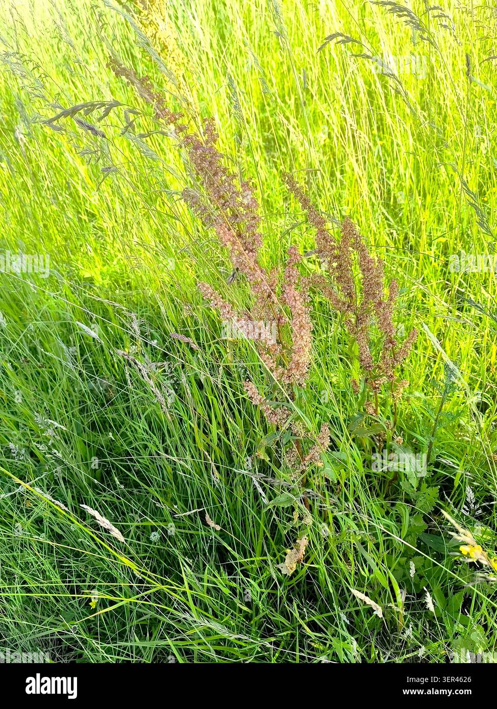 Knospen von Sauerampfer, Rumex acetosa Stockfoto