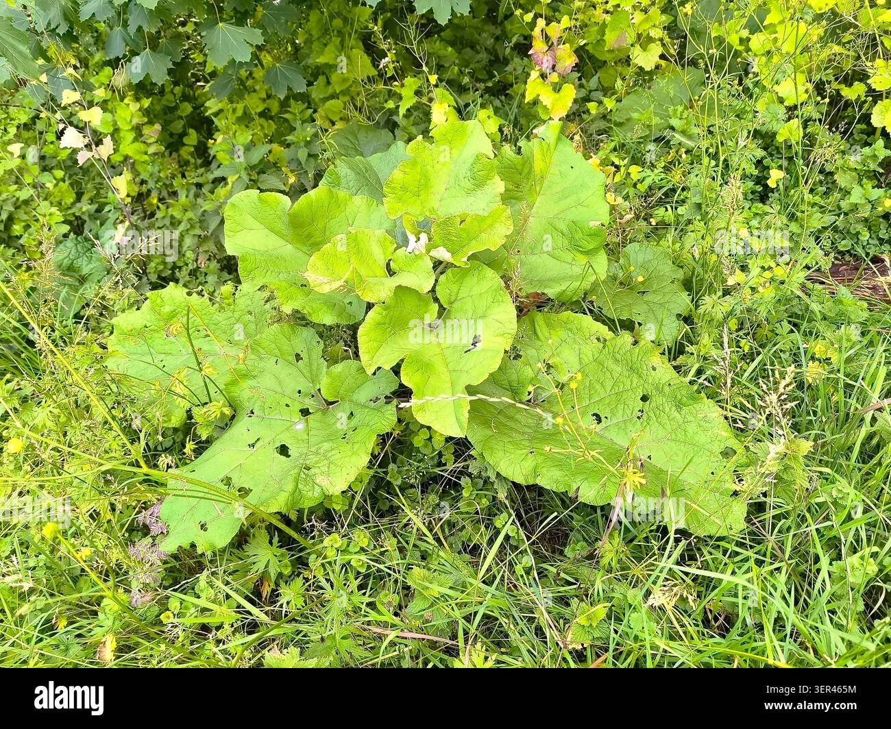 Kardaria, lateinischer Name Arctium, mit großen Blättern am Straßenrand Stockfoto