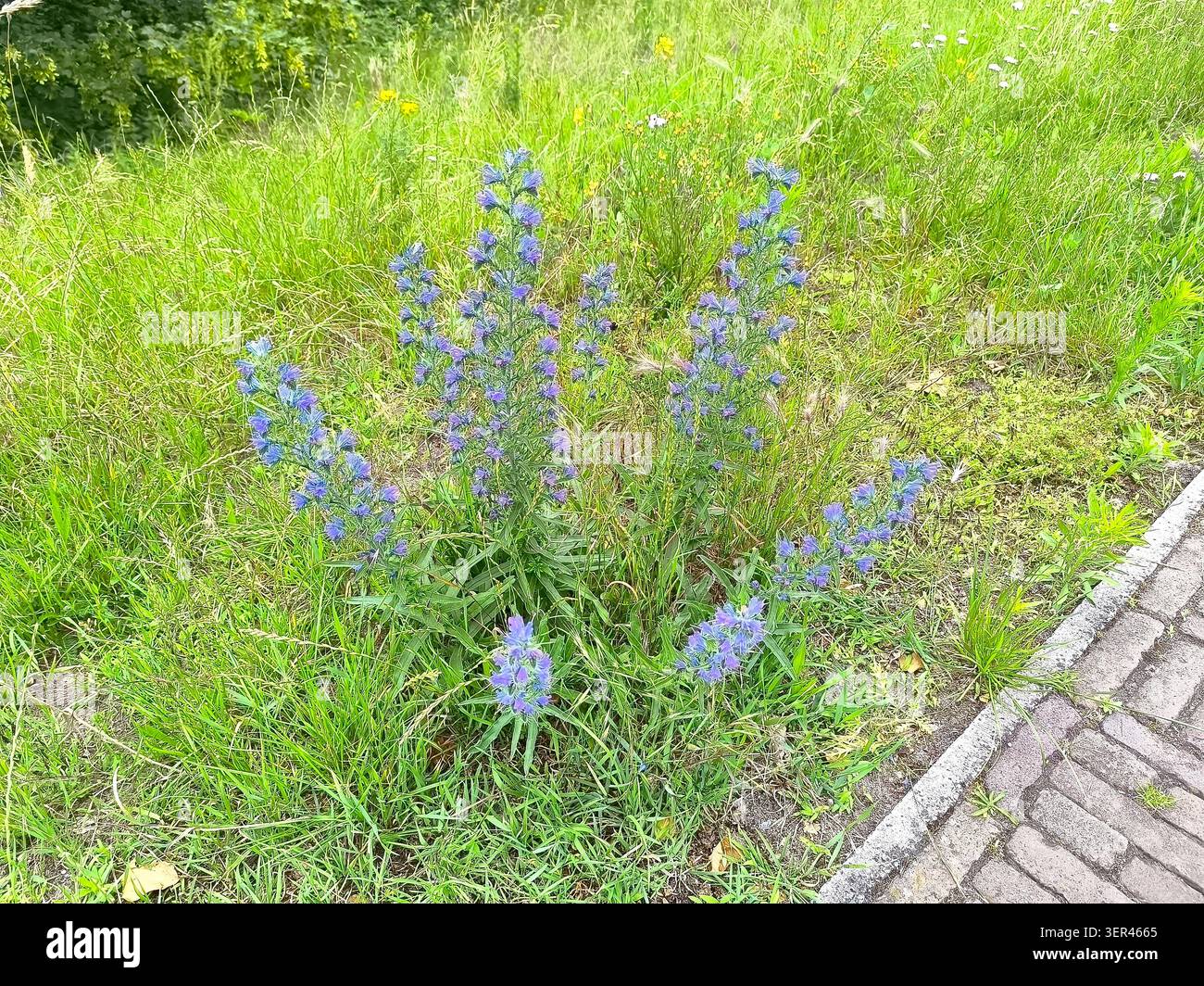 Dunkelblaue Blüten von Violetter Schmalwand oder Blauerdistel, lateinischer Name Echium vulgare am Straßenrand Stockfoto