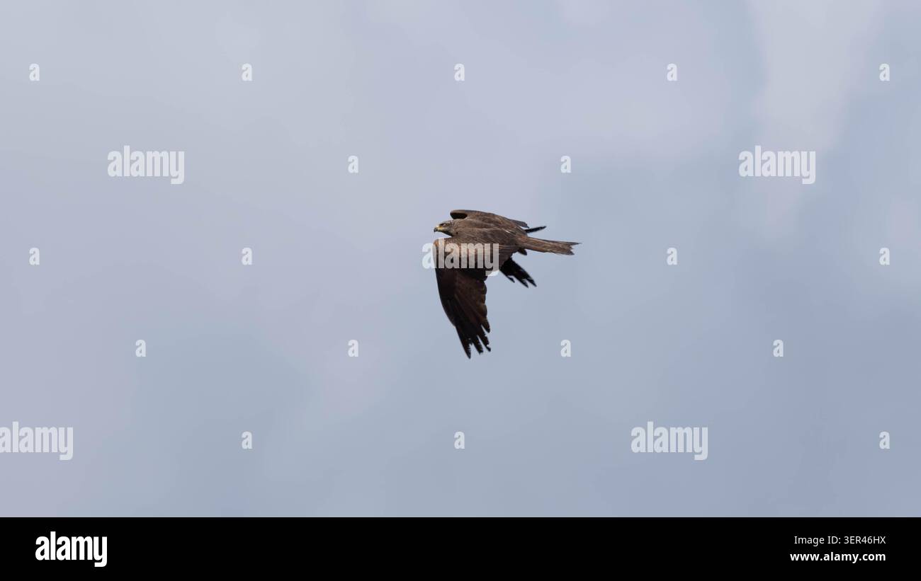 Greifvogel - Schwarzer Drache, der im blauen Himmel aufsteigt. Hochwertige Fotos Stockfoto