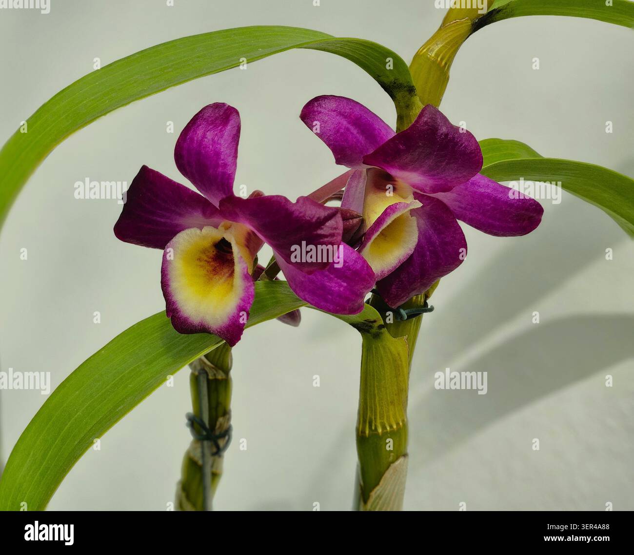 Dendrobium nobile Orchidee mit tiefvioletten Blüten und gelb-weißen Labellum, Jardim Botânico, Rio de Janeiro, Brasilien Stockfoto