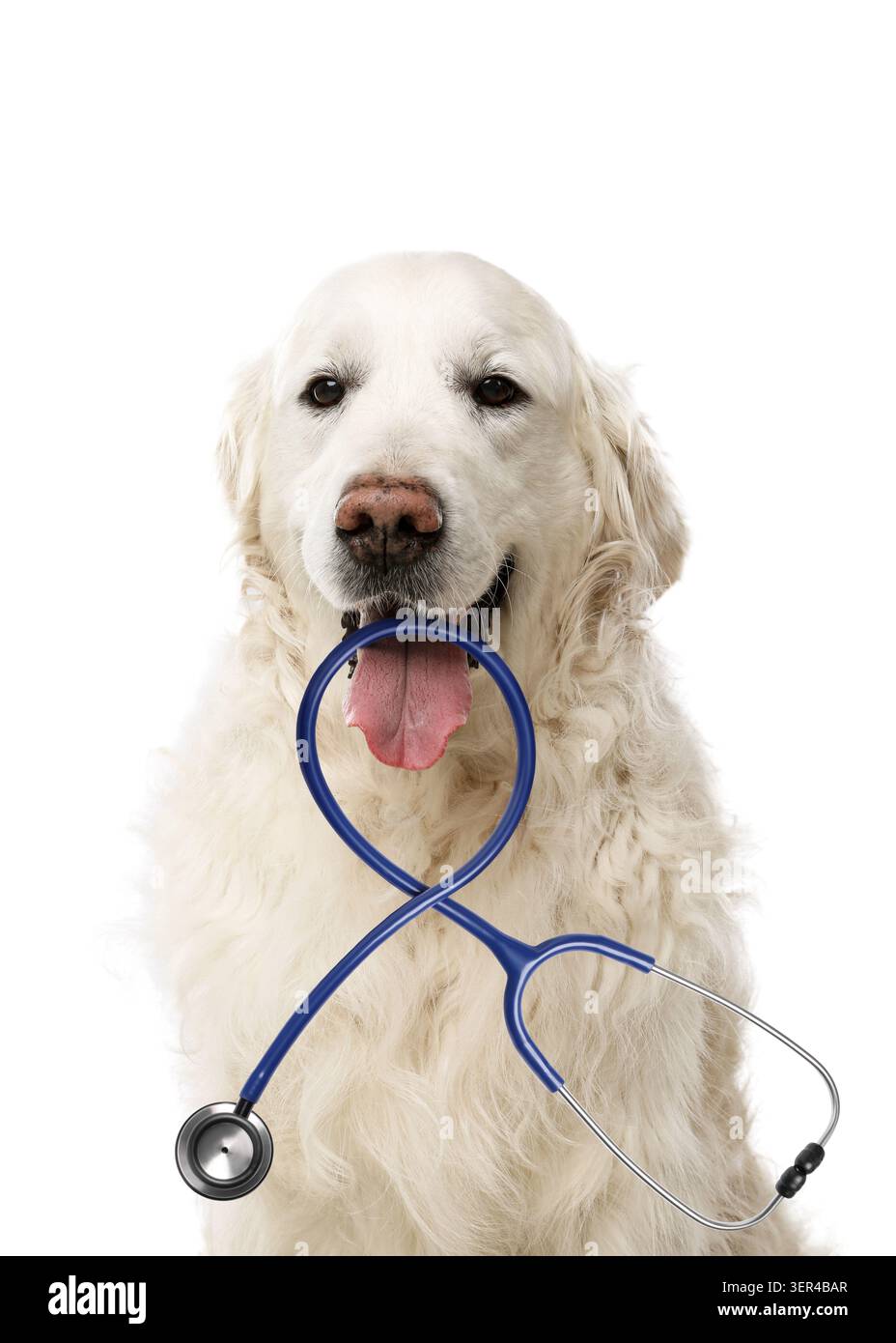 Entzückender Golden Retriever Hund mit Stethoskop auf weißem Hintergrund Stockfoto