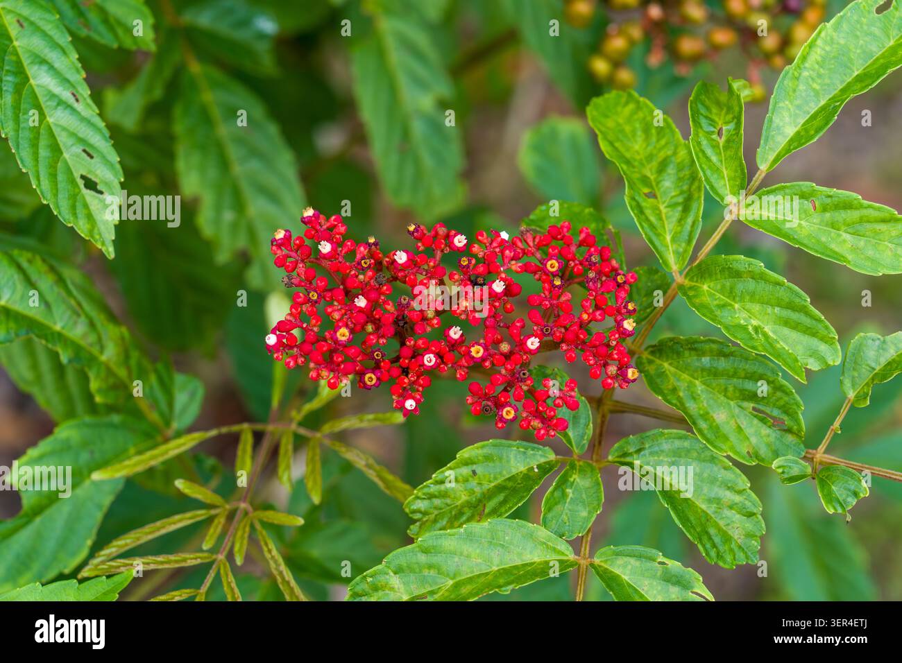 Leuchtend rote Beeren bilden sich zwischen glänzend grünen Blättern. Die Pflanze hat zusammengesetzte Blätter und dichte, farbenfrohe Früchte. Laub zeigt gezackte Kante Stockfoto