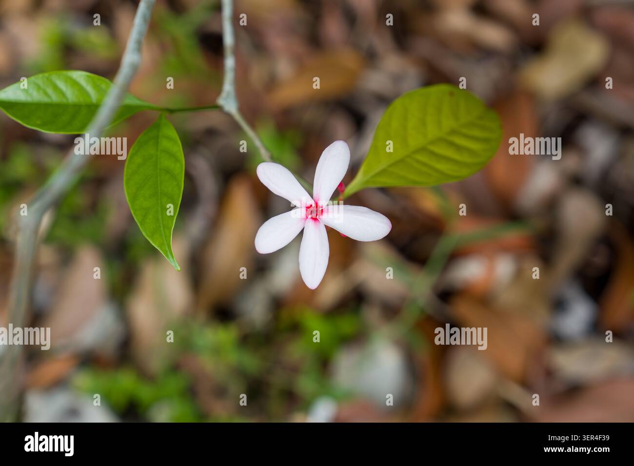 Zarte weiße Blume mit rosafarbenen Blüten auf grünem Zweig. Winzige Blütenblätter umgeben ein weiches, leuchtendes rosafarbenes Blumenherz. Frische grüne Blätter bilden einen zarten Rahmen Stockfoto