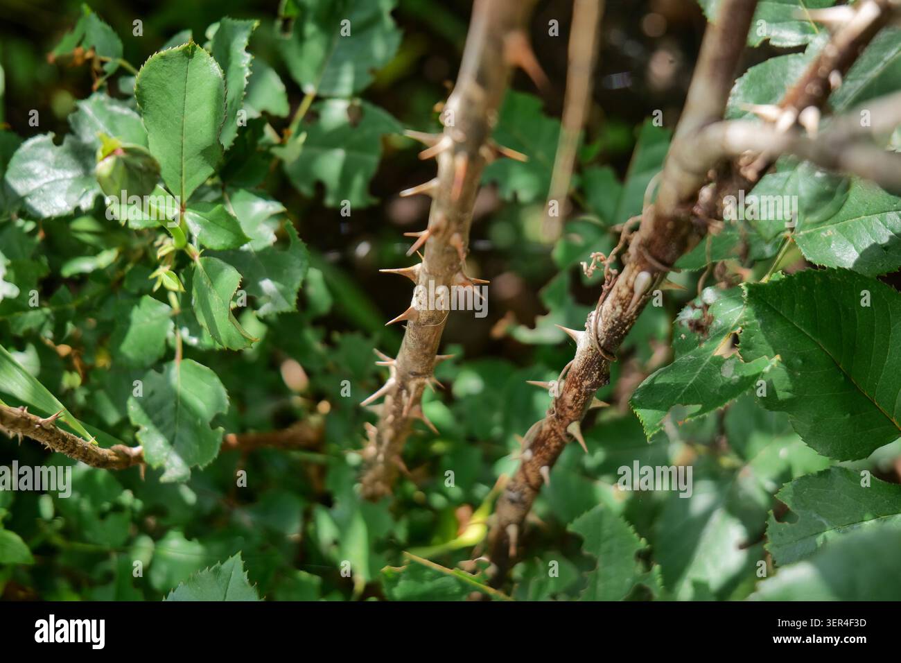 Rosenstrauch mit Dornen und einer blühenden Blume Stockfoto
