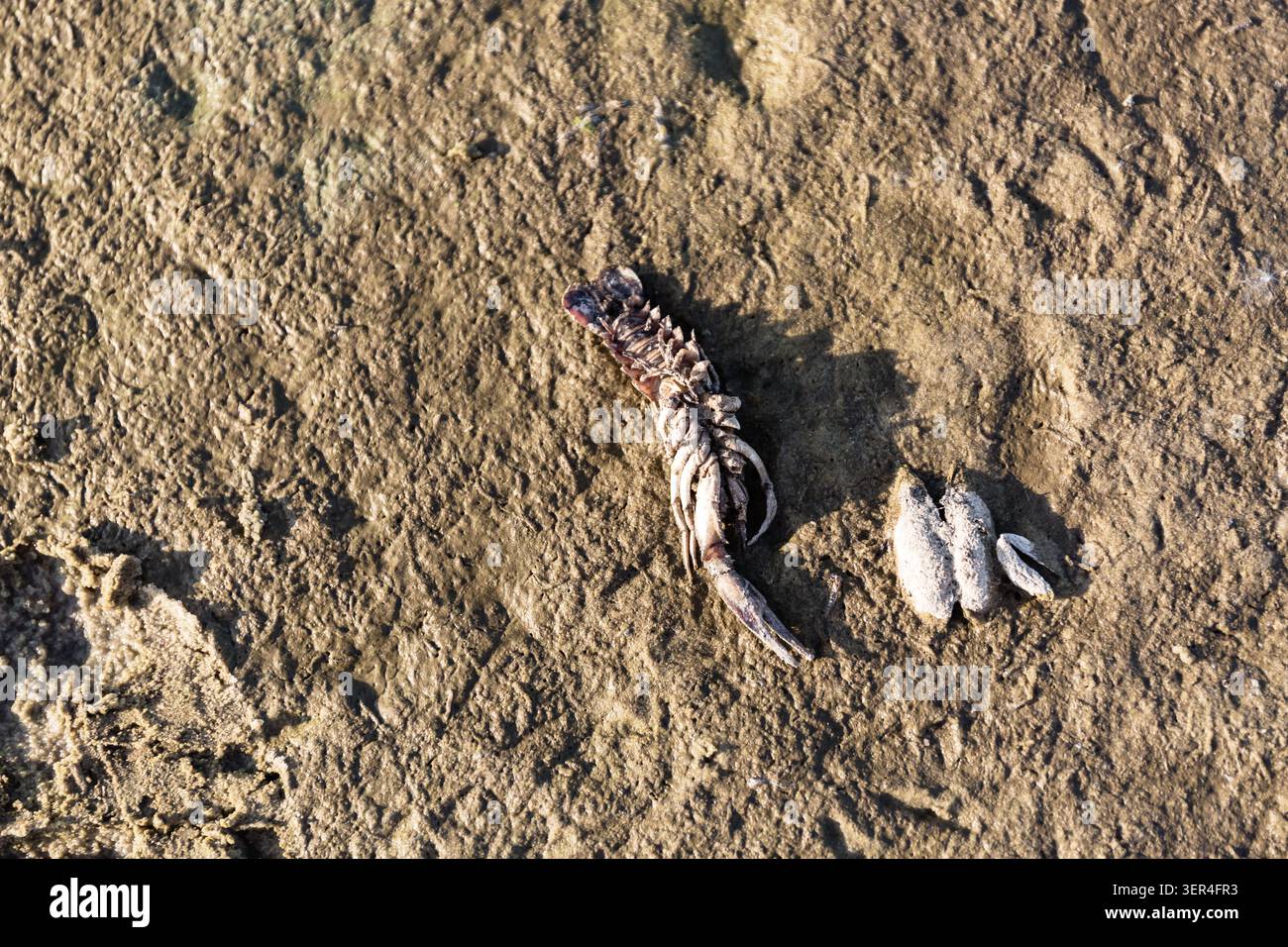 Fischskelett. Nahaufnahme von strukturiertem Sand mit verstreuten Muschelfragmenten und Meeresglas am Strand. Hochwertige Fotos Stockfoto