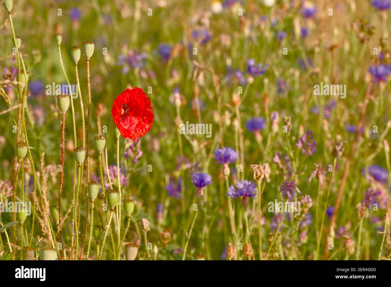Mohnblume umgeben von Kornblumen und anderen wilden Wiesenpflanzen in einem artenreichen Sommerrasen. Stockfoto