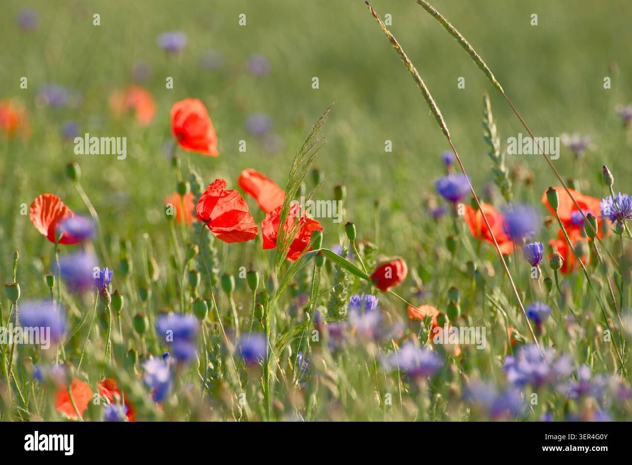 Mohnblumen und Kornblumen blühen im Sommer auf einer artenreichen Wildblumenwiese zusammen. Stockfoto