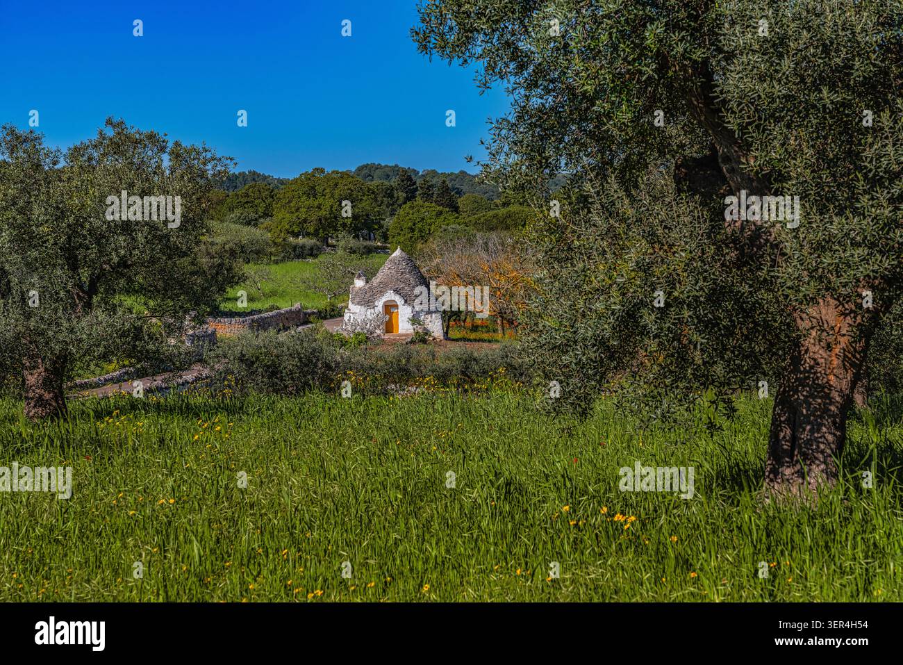 Trullo, ein traditionelles Steinhaus, eingebettet in einen üppig grünen Olivenhain, ein Symbol für Apuliens Kultur und Natur. Alberobello, Provinz Bari, Apulien Stockfoto
