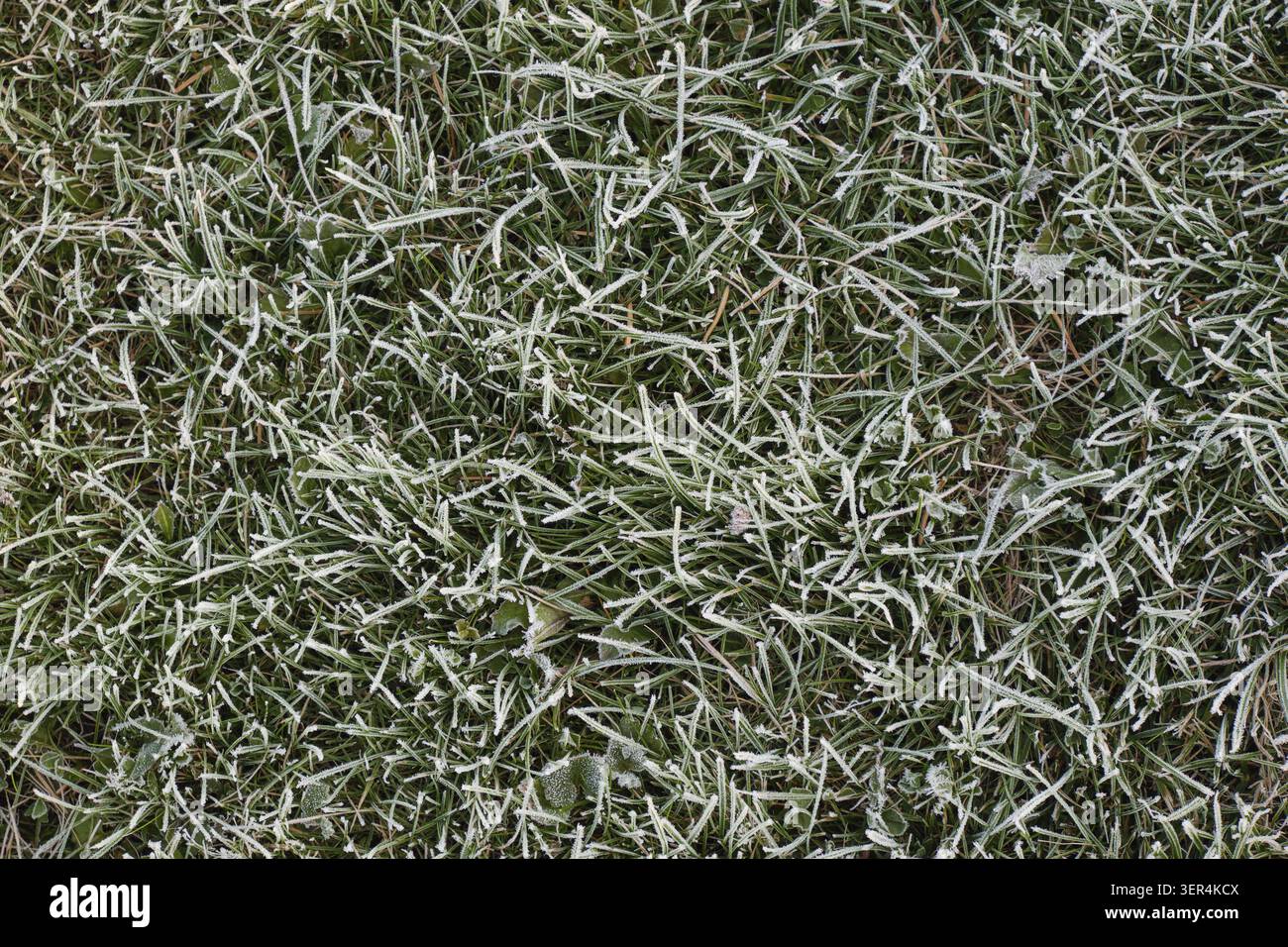 Foto von einem grünen Rasen nach einem Morgenfrost. Natürlicher Hintergrund von Gras bedeckt mit Frost Stockfoto