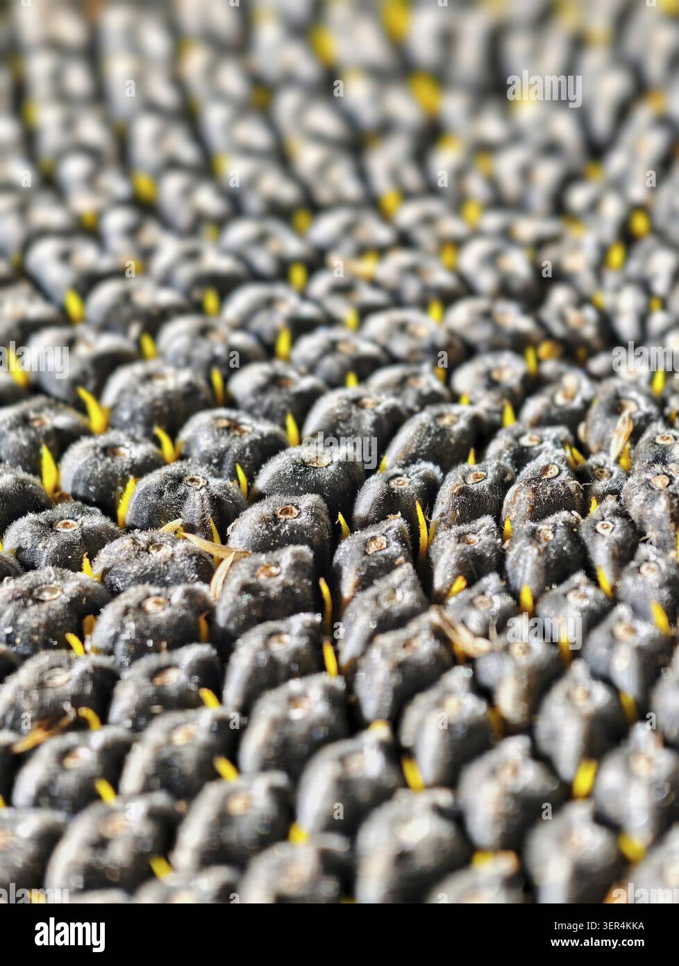 Nahaufnahme eines Sonnenblumenkopfes mit Reifen Samen. Hintergrund mit Sonnenblumensamen Stockfoto