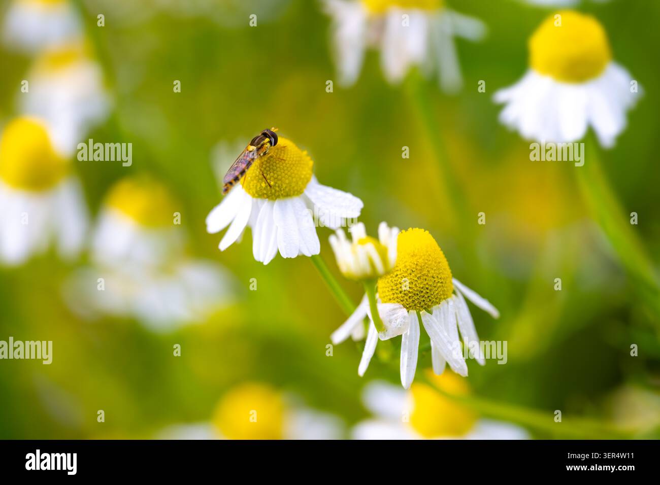 Eine schwebfliege (Syrphidae) auf dem Kapitulum einer Kamille (Matricaria chamomilla) mit weißen Blüten und gelben röhrenförmigen Blüten an einem Frühsommertag in Stockfoto
