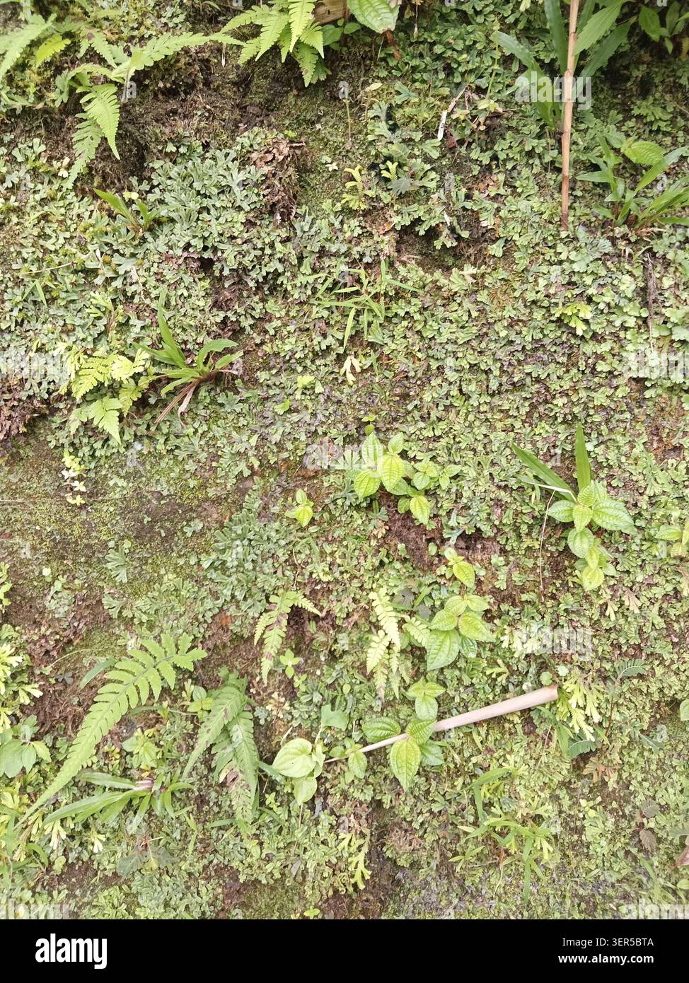 Üppig grüne Farne und Moos bedecken die Erde, eine lebendige Anzeige wilder Vegetation in der Natur. Perfekt für Outdoor-Designs mit Naturmotiven. Stockfoto
