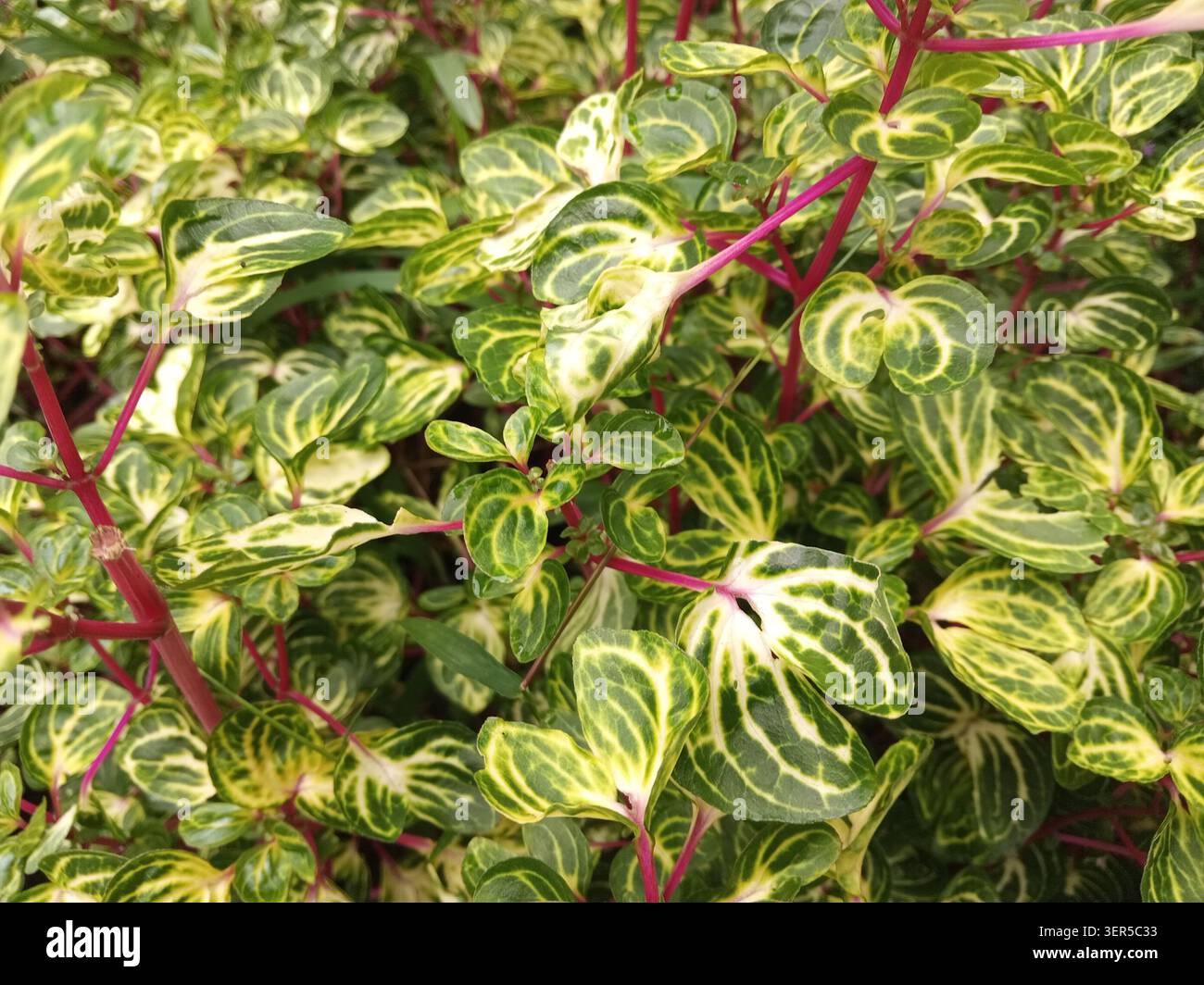 Bunte grüne gelbe Blätter rote Stängel Gartenpflanze Natur botanische Schönheit. Ideal für Naturfotografie, Gartenpublikationen und botanisches Web Stockfoto