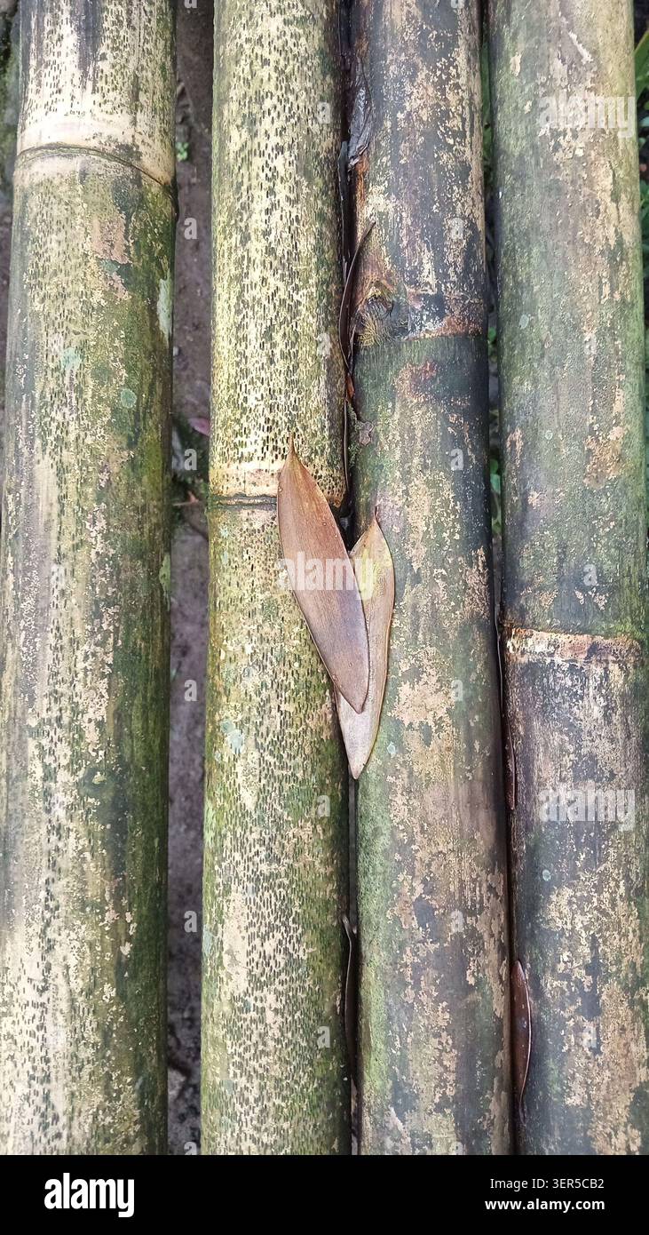 Vertikale Bilder von Bambusstielen und trockenen Blättern bilden einen organischen Hintergrund. Perfekt für Naturmotive, Spa-Branding oder umweltfreundliche Konzepte. Stockfoto