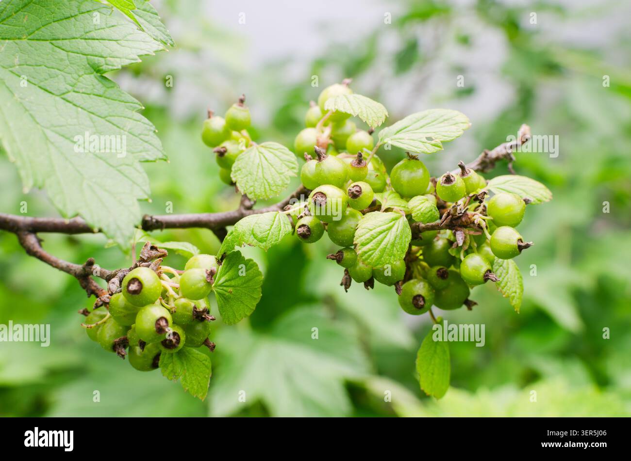 Nahaufnahme eines Johannisbeerzweigs mit grünen unreifen Beeren und hellen Blättern mit gezackten Kanten. Das Foto zeigt das natürliche Stadium des Wachstums und der Entwicklung Stockfoto