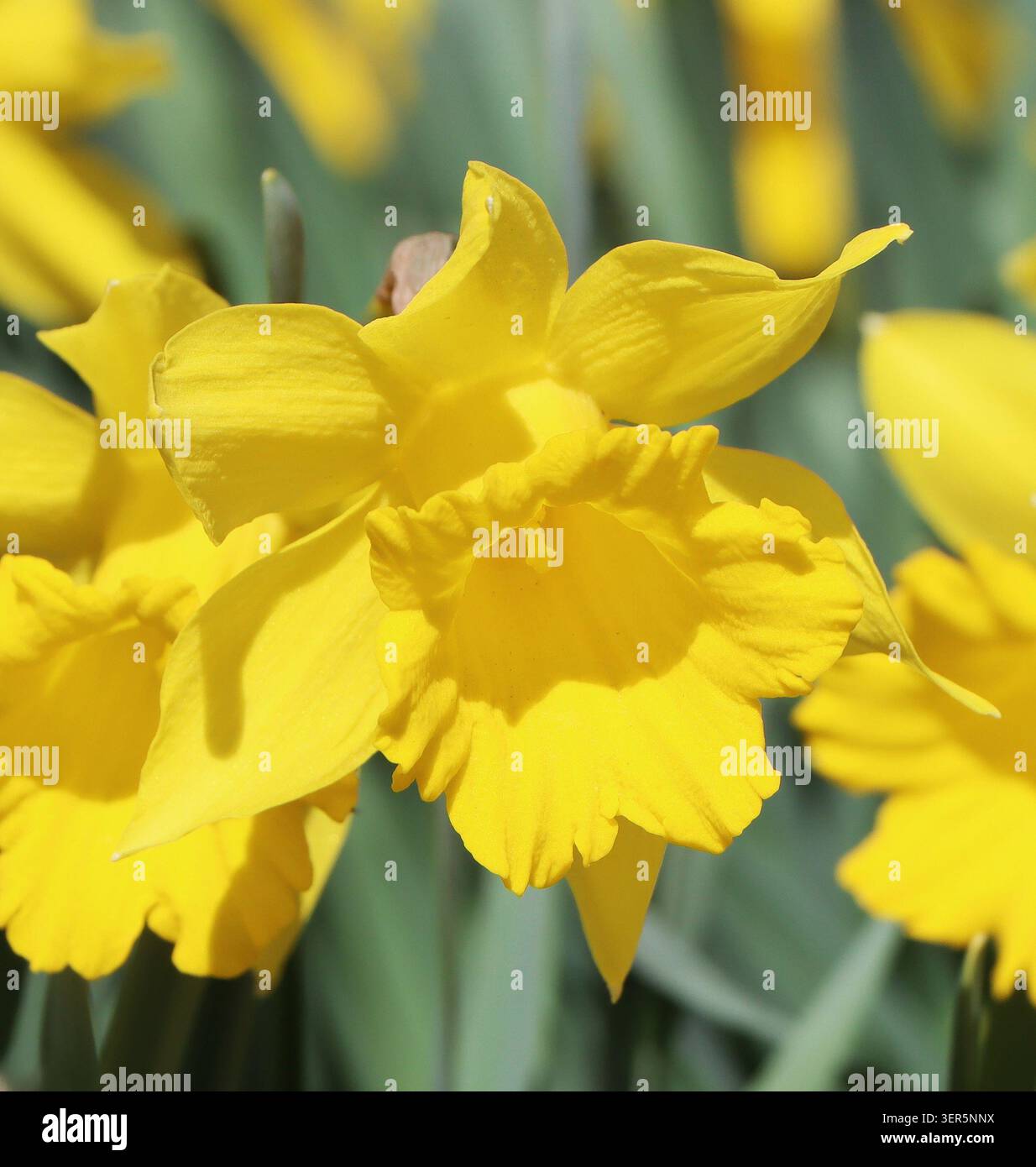 Schöne Narzissen wachsen im Frühling in einem Garten Stockfoto