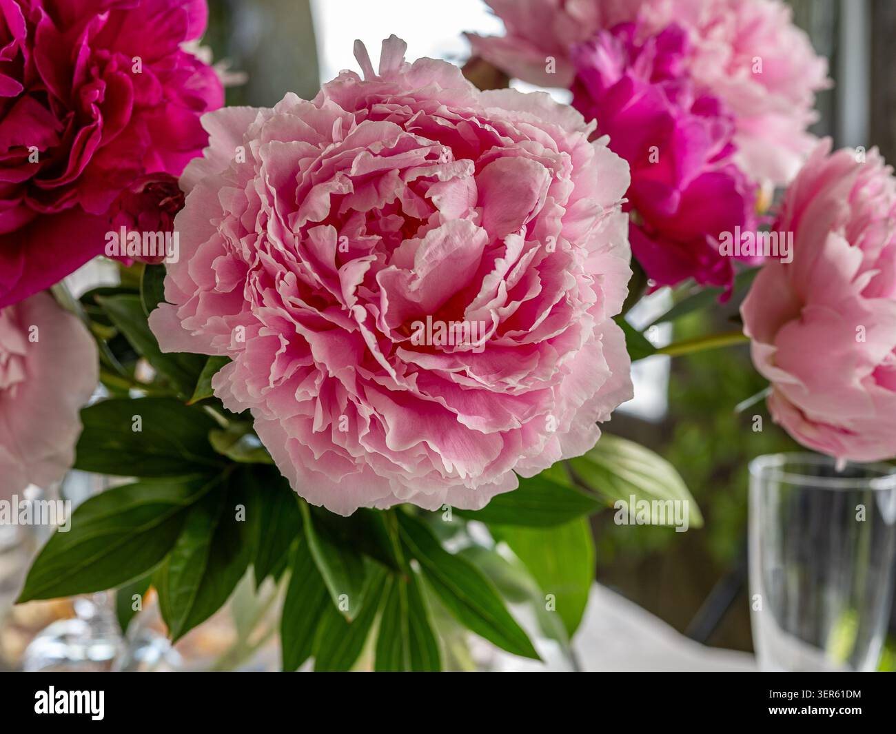 Rosa Pfingstrose Blumenkopf in einem frischen Sommerstrauß Stockfoto