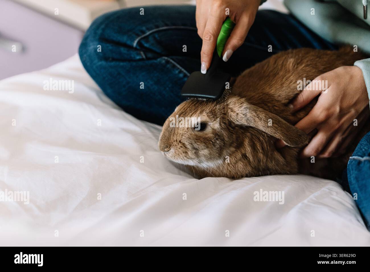 Eine Frau, die einen Häschen mit einer Bürste auf einem weißen Bettlaken pflegt Stockfoto
