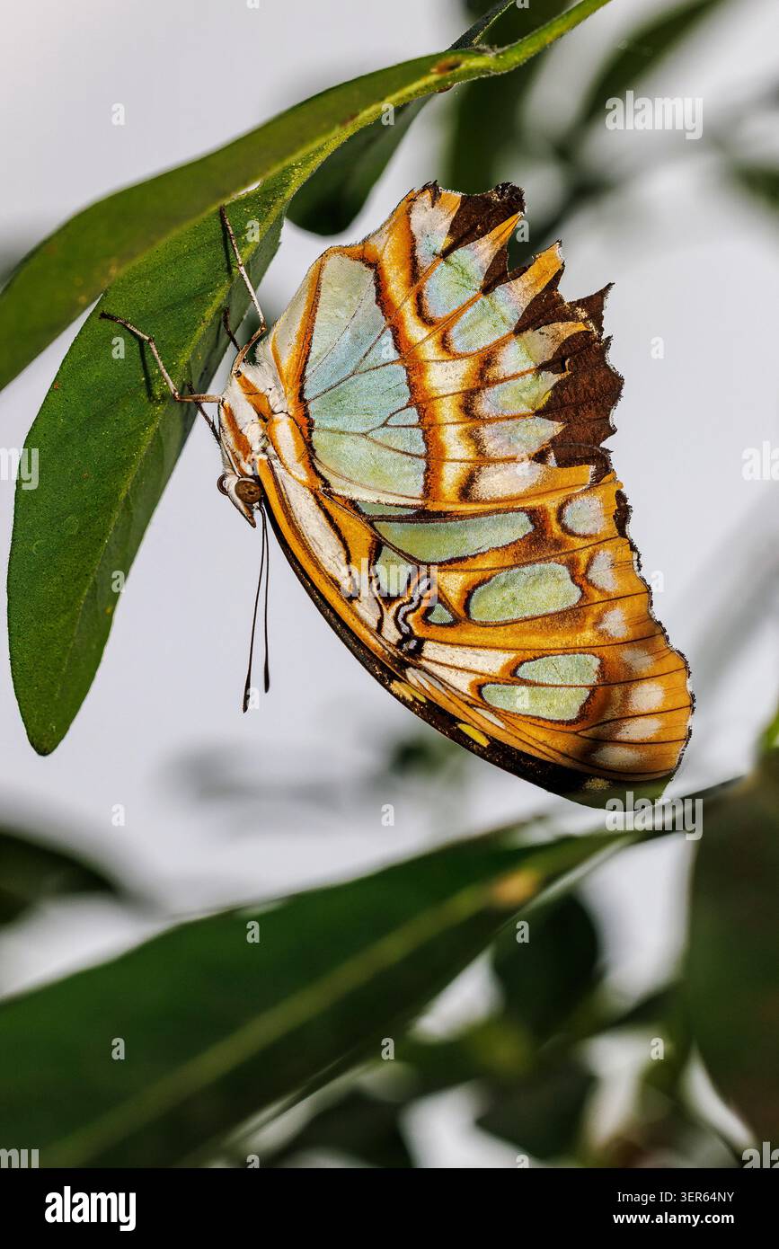 Siproeta Stelenen, gebürtig in Mittel- und südamerika Stockfoto