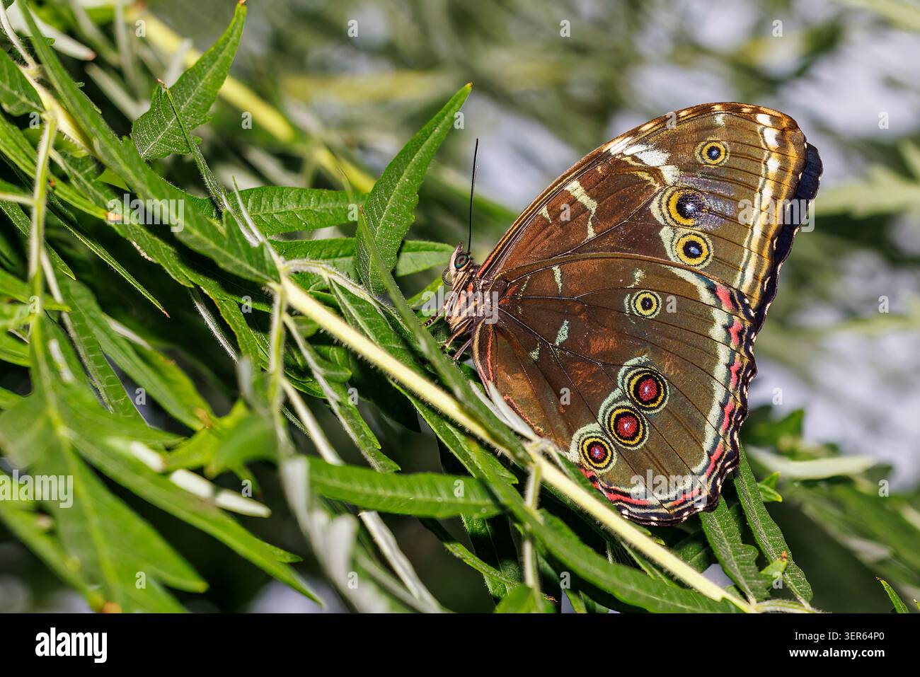 Schmetterling Morpho achilles, heimisch in Südamerika Stockfoto