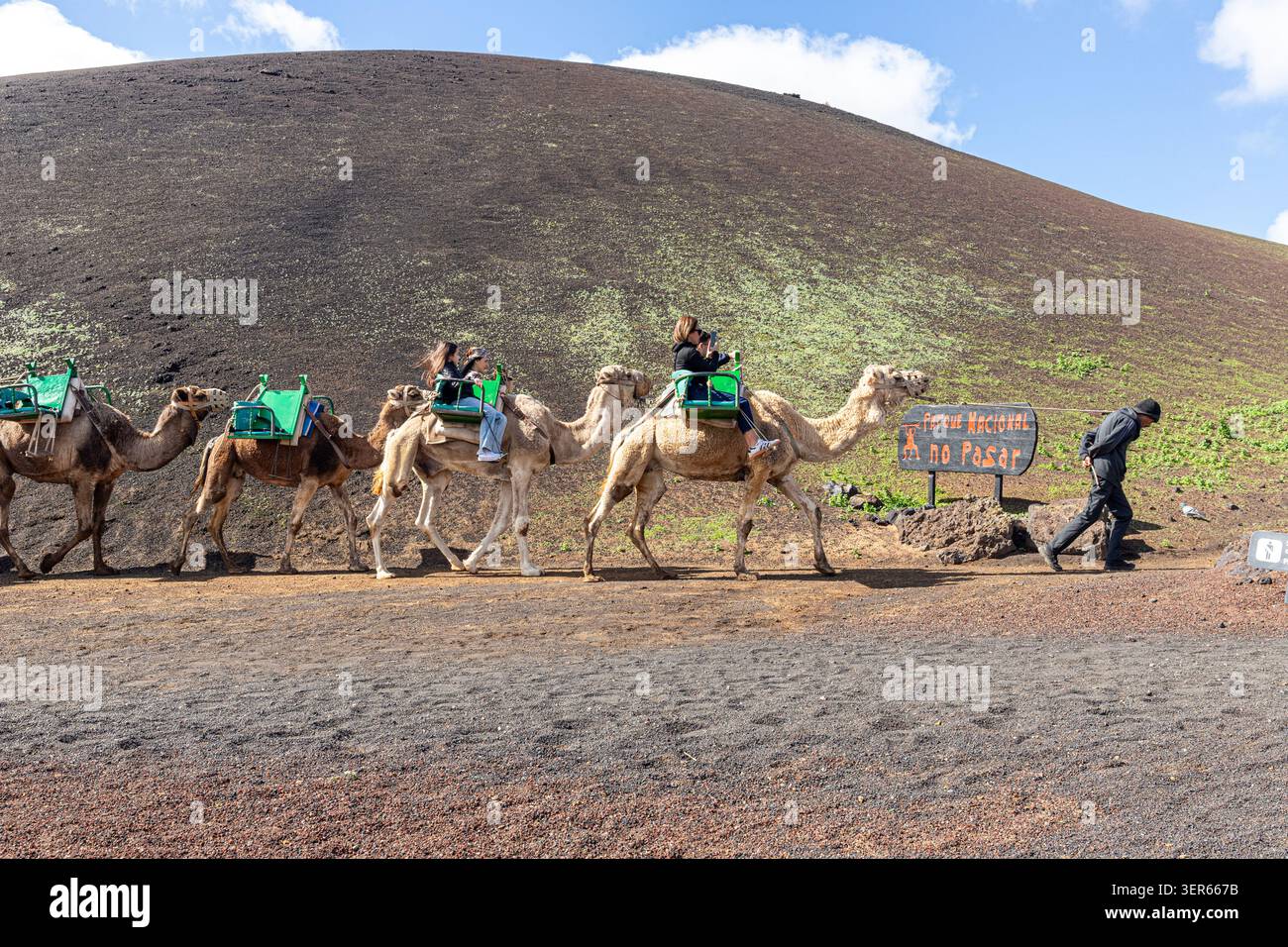 Kamelwanderung in Echadero de los Camellos in der Nähe der kleinen Stadt Yaiza im Südwesten der Kanarischen Insel Lanzarote, Spanien Stockfoto