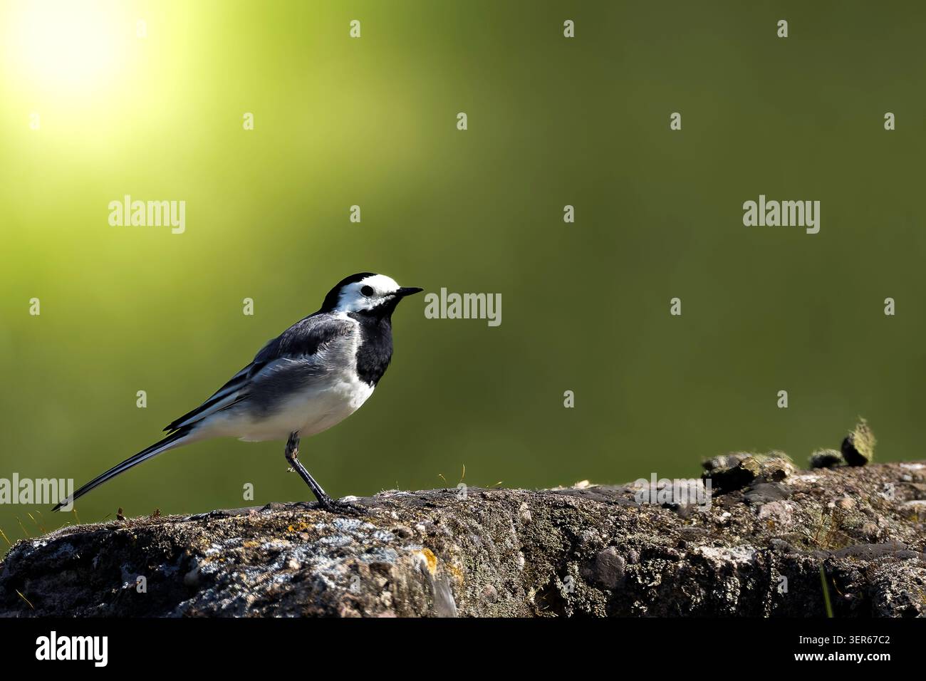 Ein weißer Bachstelz auf einem Stein Stockfoto
