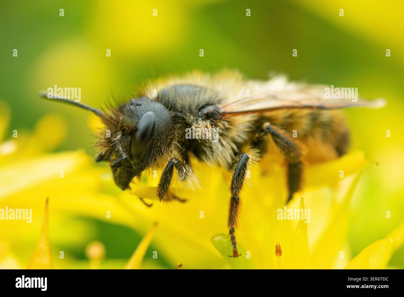 Eine maurerbiene auf einer gelben Blume Stockfoto