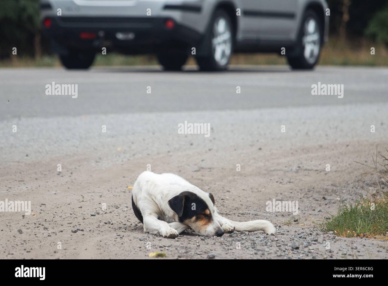 Das kompositorischste Bild der Streunhund-Serie: Der Hund liegt im Vordergrund auf der Schotterschulter, während ein silbernes Auto den Platz besetzt Stockfoto