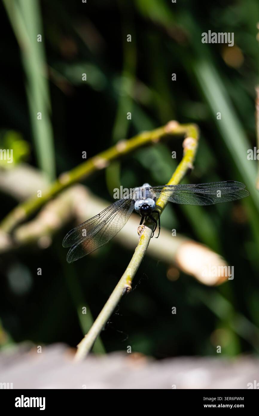 Die sonnenbeschienene Libelle liegt auf einem gekrümmten Zweig mit Flügeln, die wie Glas glänzen. Die Makroaufnahme zeigt feine Adern und staubige Texturen, während sich ein tiefgrünes Bokeh dreht Stockfoto