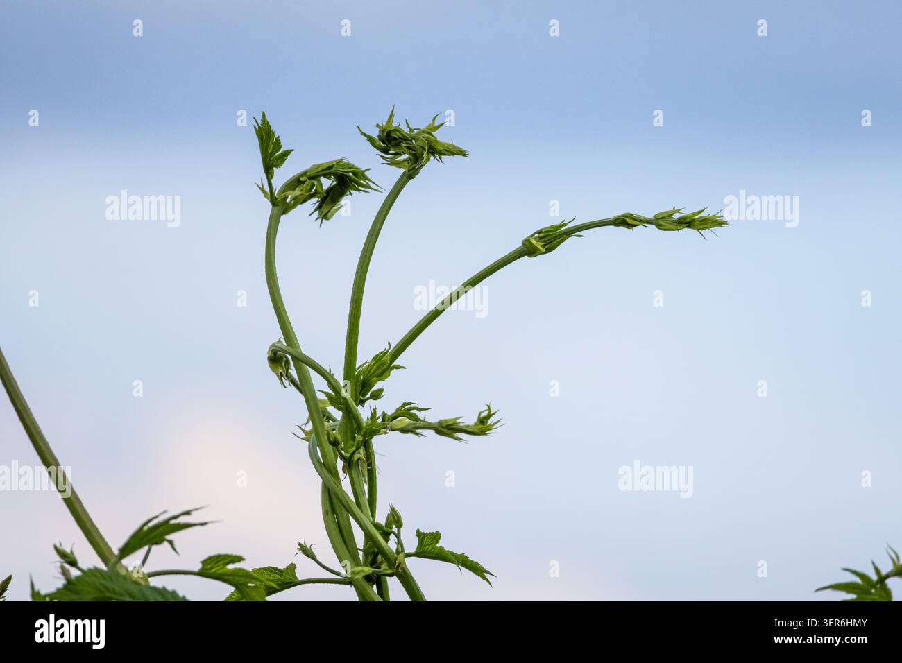 Die zarten Weinspitzen kräuseln sich am offenen Himmel, während sich neue Blattknospen bilden, wenn die Pflanze nach oben gelangt und einen ruhigen Wachstumsmoment mit minimalen Linien und einfangen kann Stockfoto