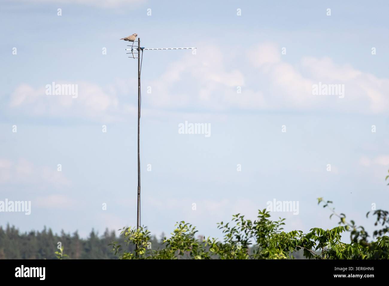 Ein kleiner Vogel thront auf einem hohen Antennenmast über Baumkronen vor einem weiten Himmel, der ein minimalistisches Gefühl für die Höhenkommunikation und die ME einfängt Stockfoto