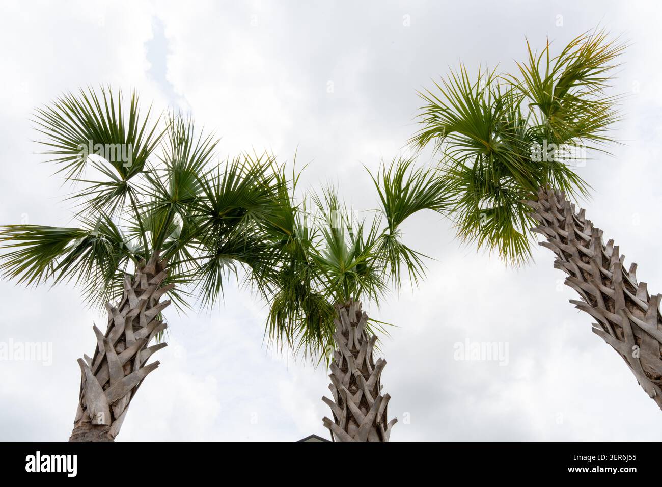Horizontales Foto von drei hohen Palmen (Familie der Arecaceae) mit schlanken Stämmen und fächerförmigen grünen Fronten vor einem bewölkten Himmel Stockfoto