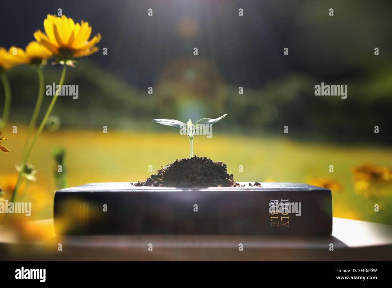 Ein kleiner Spross, der das neue Leben symbolisiert, das Wort Gottes, die heilige Bibel und das Konzept von Glauben, Glauben, Wahrheit und Erlösung. Stockfoto