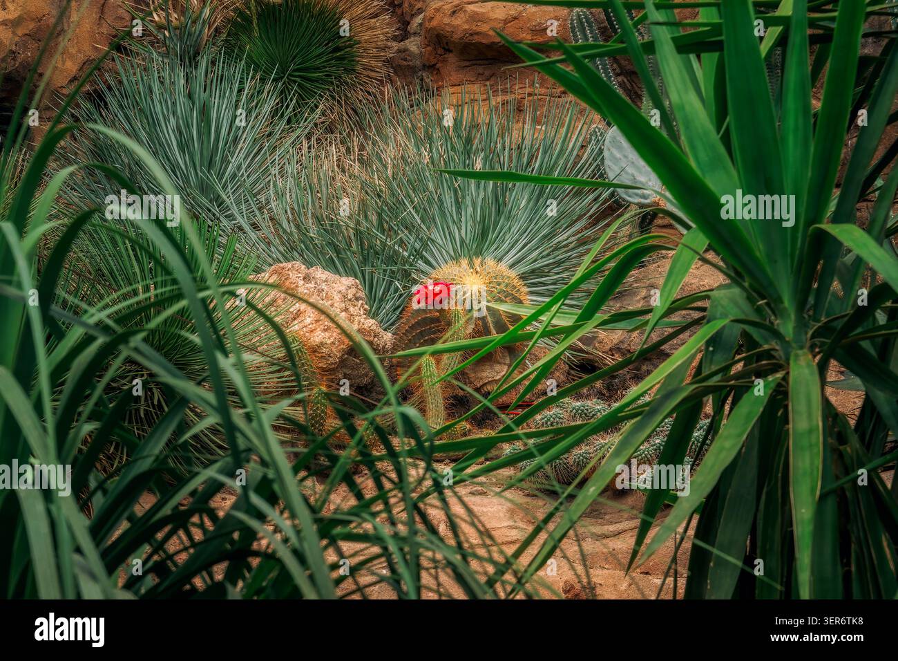 Blühender Kakteen mit roter Blume unter Wüstenpflanzen Stockfoto