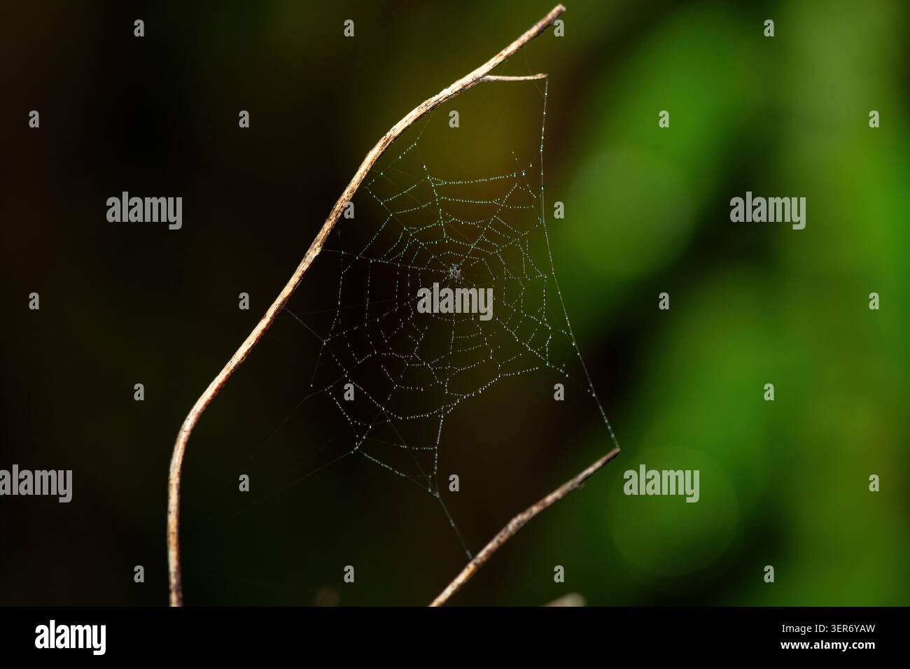 Kompliziertes Spinnennetz, bedeckt mit Morning Dew in Südafrika Stockfoto