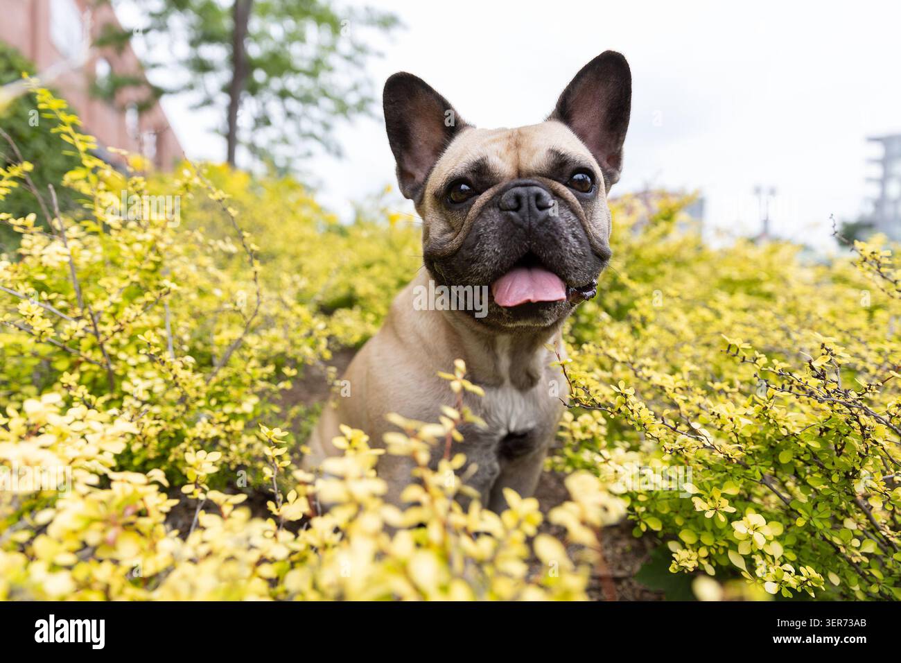 Französische Bulldogge sitzt in den gelben Blumen und sieht in die Kamera. Stockfoto