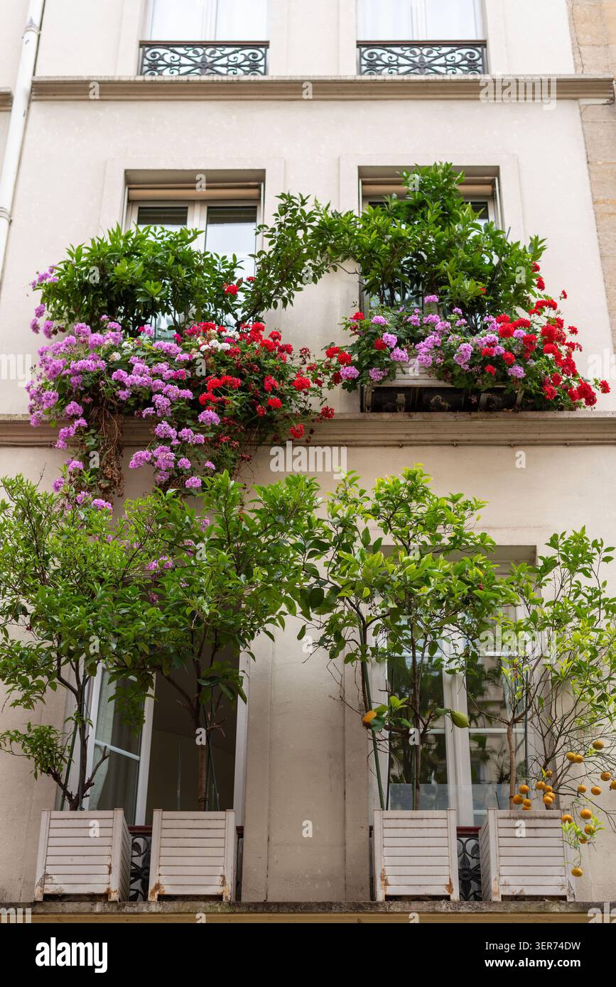 Blühende Blumen und Pflanzen auf den Fensterbänken eines Gebäudes in Paris Stockfoto