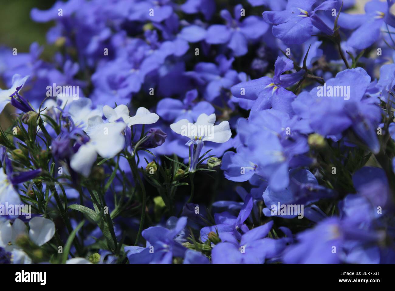 Eine Gartenszene zeigt Blumen in Blau und weiß. Die Blüten wachsen unter dem Sonnenlicht zu Clustern zusammen. Viele Blumen sind offen und locken an Stockfoto